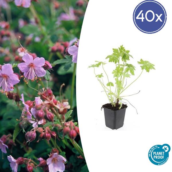 Geranium macrorrhizum – ↕10-25cm – Ø9cm – 40x