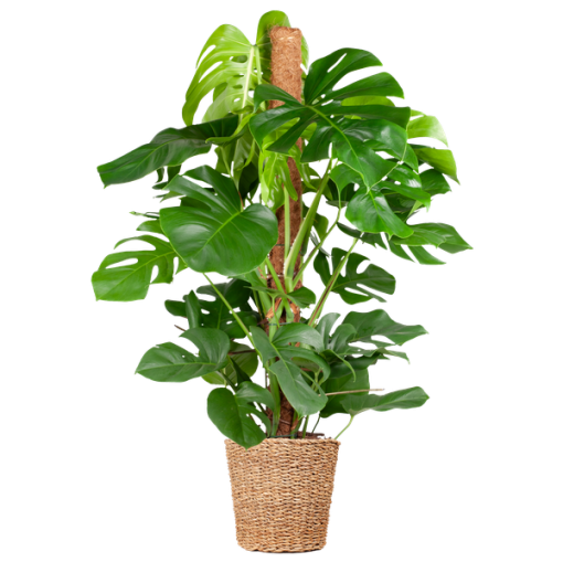 Monstera Deliciosa XL mit Torun-Korb – 120 cm – Ø24