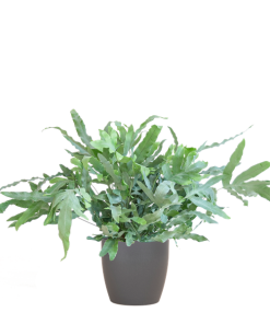 Phlebodium Aureum ‚Blue Star‘ mit Vibergrau – 40cm – Ø17