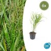 Hakonechloa macra – ↕10-25cm – Ø9cm – 6x