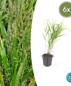 Hakonechloa macra – ↕10-25cm – Ø9cm – 6x