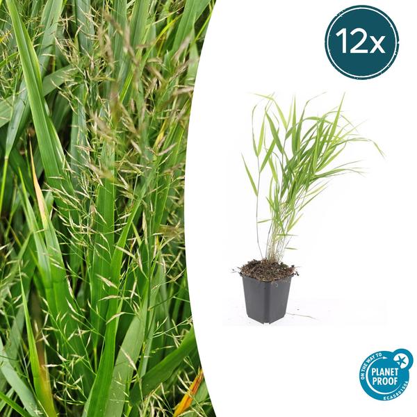 Hakonechloa macra – ↕10-25cm – Ø9cm – 12x