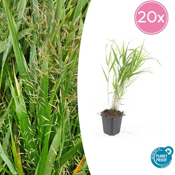 Hakonechloa macra – ↕10-25cm – Ø9cm – 20x