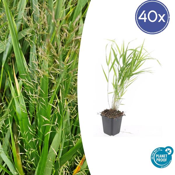 Hakonechloa macra – ↕10-25cm – Ø9cm – 40x