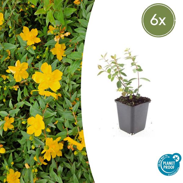 Hypericum dummeri ‚Peter Dummer‘ – ↕10-25cm – Ø9cm – 6x