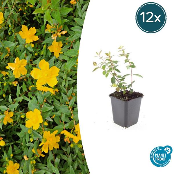 Hypericum dummeri ‚Peter Dummer‘ – ↕10-25cm – Ø9cm – 12x