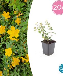 Hypericum dummeri ‚Peter Dummer‘ – ↕10-25cm – Ø9cm – 20x