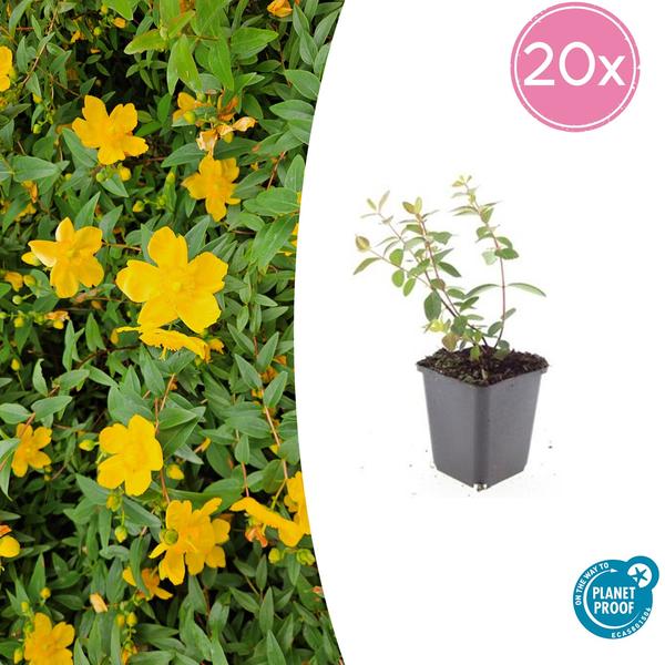 Hypericum dummeri ‚Peter Dummer‘ – ↕10-25cm – Ø9cm – 20x