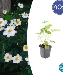 Anemone hyb. ‚Honorine Jobert‘ – ↕10-25cm – Ø9cm – 40x