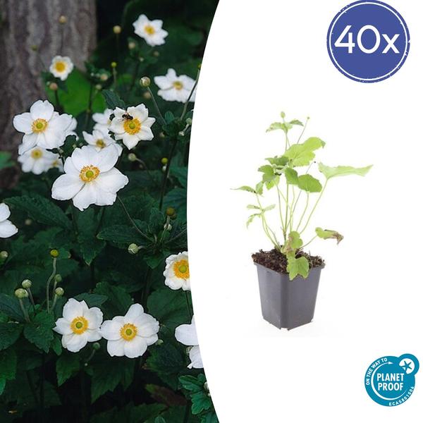 Anemone hyb. ‚Honorine Jobert‘ – ↕10-25cm – Ø9cm – 40x