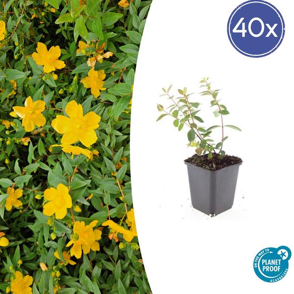 Hypericum dummeri ‚Peter Dummer‘ – ↕10-25cm – Ø9cm – 40x