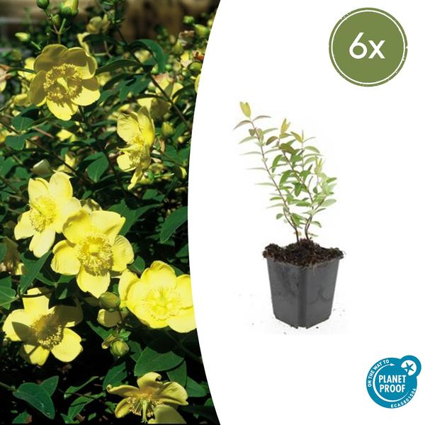 Hypericum ‚Hidcote‘ – ↕10-25cm – Ø9cm – 6x