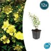 Hypericum ‚Hidcote‘ – ↕10-25cm – Ø9cm – 12x