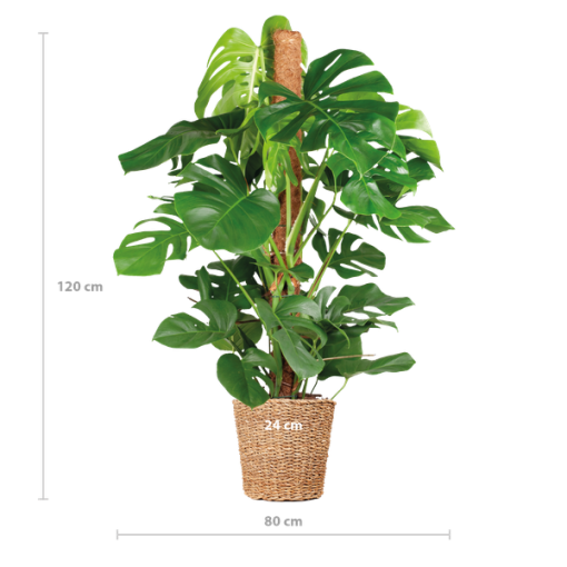 Monstera Deliciosa XL mit Torun-Korb – 120 cm – Ø24 – Bild 2