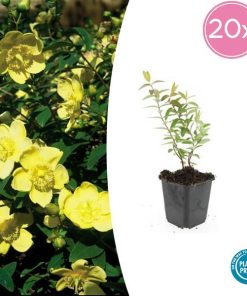 Hypericum ‚Hidcote‘ – ↕10-25cm – Ø9cm – 20x