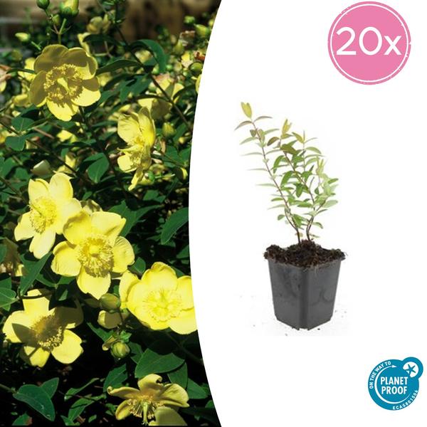 Hypericum ‚Hidcote‘ – ↕10-25cm – Ø9cm – 20x