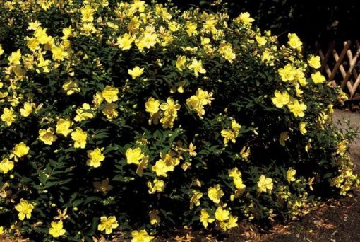 Hypericum 'Hidcote' - ↕10-25cm - Ø9cm - 20x – Bild 5