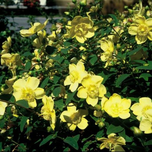 Hypericum 'Hidcote' - ↕10-25cm - Ø9cm - 20x – Bild 6