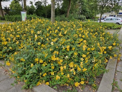 Hypericum 'Hidcote' - ↕10-25cm - Ø9cm - 20x – Bild 7