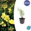 Hypericum ‚Hidcote‘ – ↕10-25cm – Ø9cm – 40x