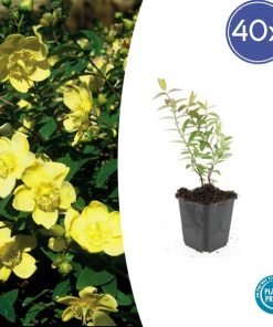 Hypericum ‚Hidcote‘ – ↕10-25cm – Ø9cm – 40x