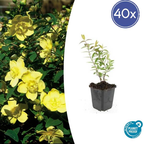 Hypericum ‚Hidcote‘ – ↕10-25cm – Ø9cm – 40x