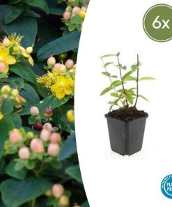 Hypericum inodorum ‚Annebel‘ – ↕10-25cm – Ø9cm – 6x