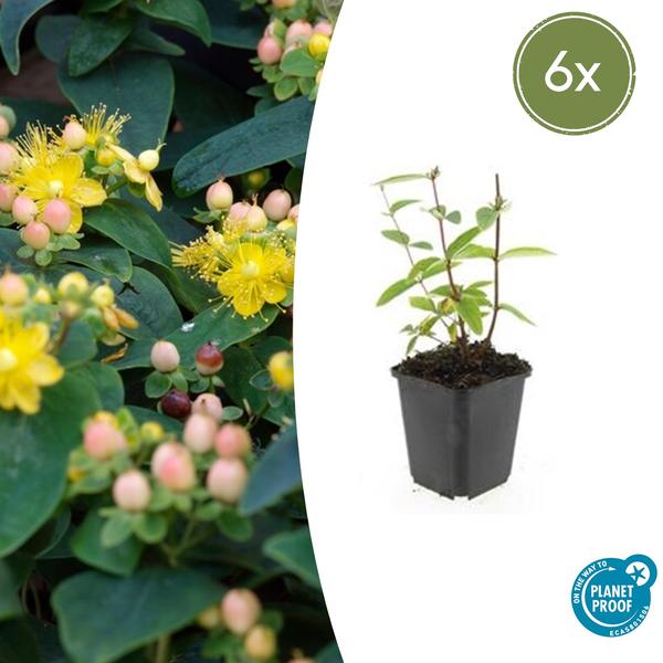 Hypericum inodorum ‚Annebel‘ – ↕10-25cm – Ø9cm – 6x