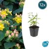 Hypericum inodorum ‚Annebel‘ – ↕10-25cm – Ø9cm – 12x