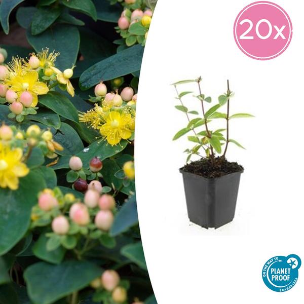 Hypericum inodorum ‚Annebel‘ – ↕10-25cm – Ø9cm – 20x