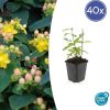 Hypericum inodorum ‚Annebel‘ – ↕10-25cm – Ø9cm – 40x