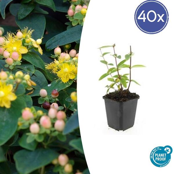 Hypericum inodorum ‚Annebel‘ – ↕10-25cm – Ø9cm – 40x