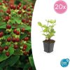 Hypericum inodorum ‚Beauty‘ – ↕10-25cm – Ø9cm – 20x