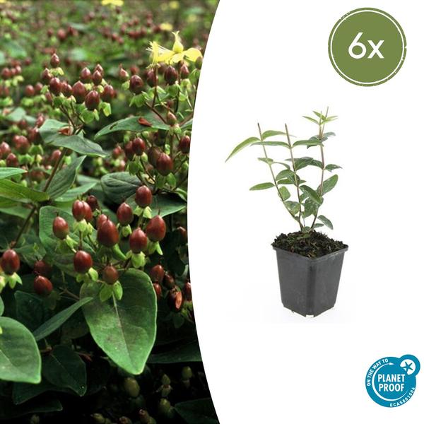 Hypericum inodorum ‚Rheingold‘ – ↕10-25cm – Ø9cm – 6x