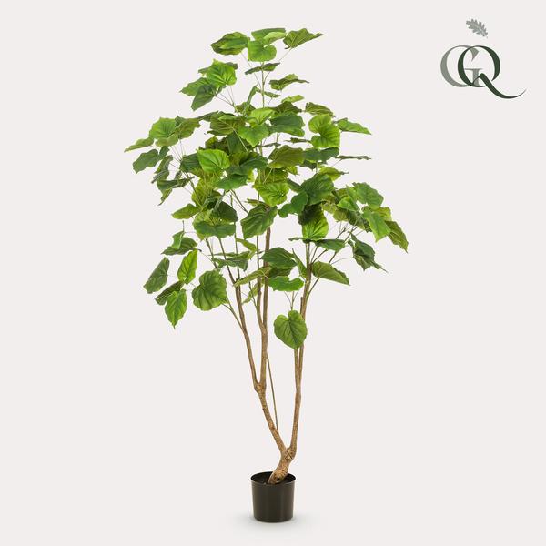 Kunstplant – Ficus umbellate – Afrikaanse vijg – 180cm