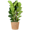 Ficus Lyrata XL mit Torun-Korb – 140 cm – Ø27