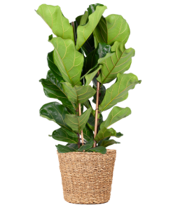 Ficus Lyrata XL mit Torun-Korb – 140 cm – Ø27