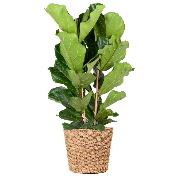 Ficus Lyrata XL mit Torun-Korb – 140 cm – Ø27