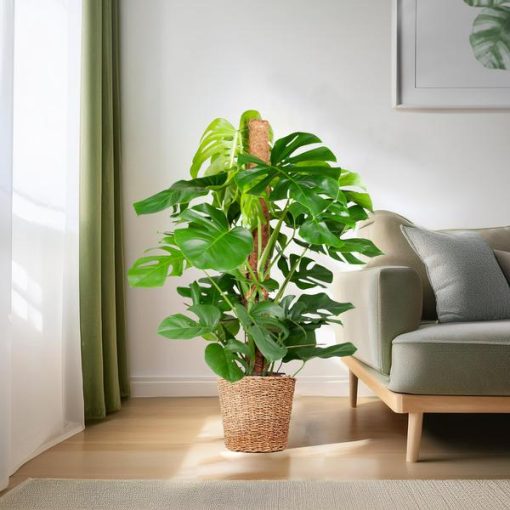 Monstera Deliciosa XL mit Torun-Korb – 120 cm – Ø24 – Bild 3