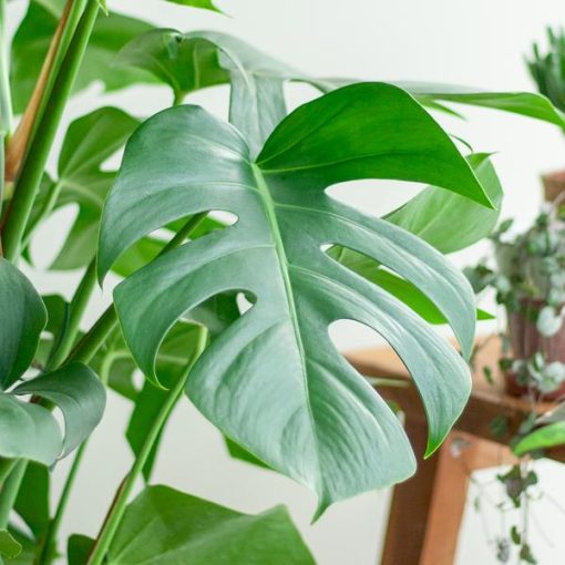 Monstera Deliciosa XL mit Torun-Korb – 120 cm – Ø24 – Bild 4