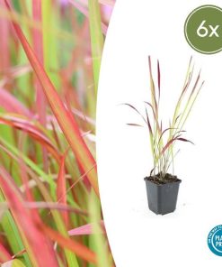 Imperata cylindrica ‚Red Baron‘ – ↕10-25cm – Ø9cm – 6x