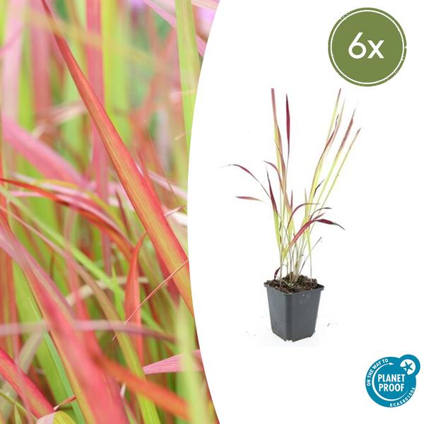 Imperata cylindrica ‚Red Baron‘ – ↕10-25cm – Ø9cm – 6x