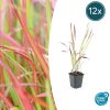 Imperata cylindrica ‚Red Baron‘ – ↕10-25cm – Ø9cm – 12x