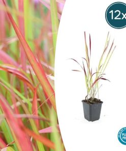 Imperata cylindrica ‚Red Baron‘ – ↕10-25cm – Ø9cm – 12x