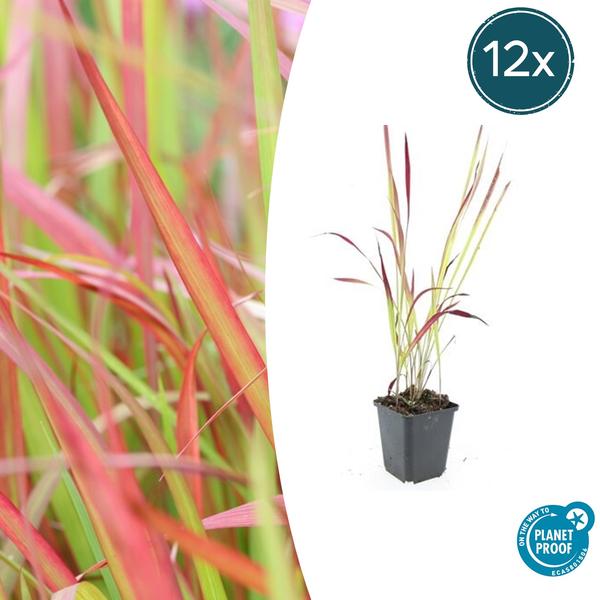 Imperata cylindrica ‚Red Baron‘ – ↕10-25cm – Ø9cm – 12x