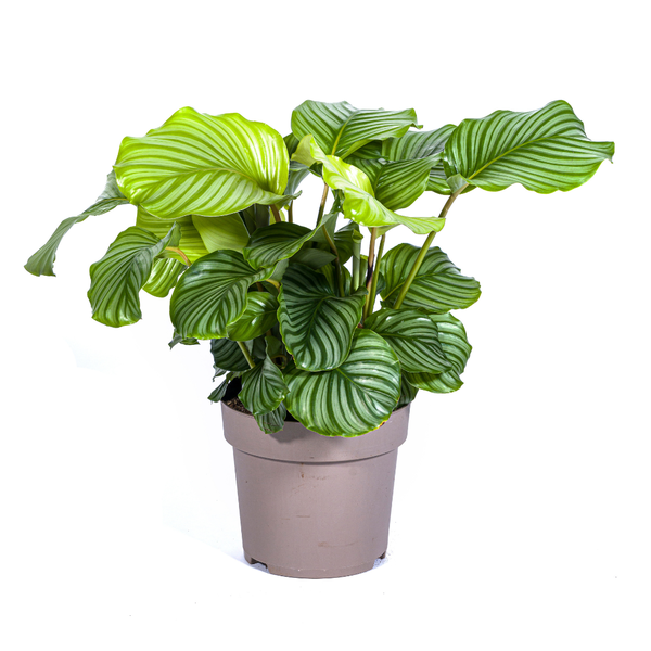 Calathea Orbifolia Ø27cm – ↕80cm