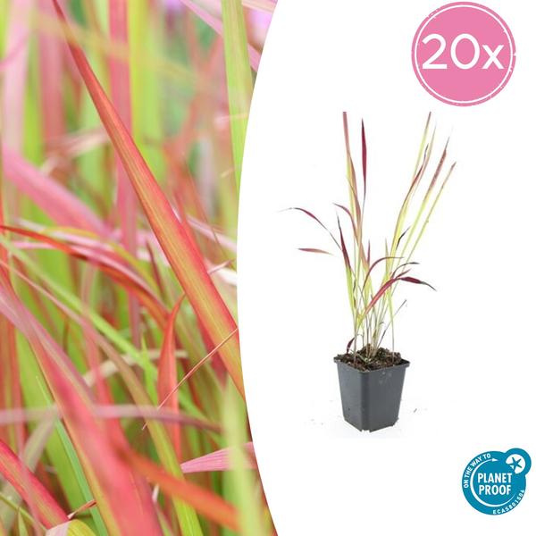 Imperata cylindrica ‚Red Baron‘ – ↕10-25cm – Ø9cm – 20x