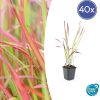 Imperata cylindrica ‚Red Baron‘ – ↕10-25cm – Ø9cm – 40x