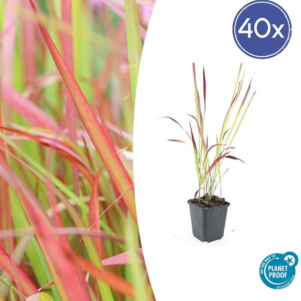 Imperata cylindrica ‚Red Baron‘ – ↕10-25cm – Ø9cm – 40x