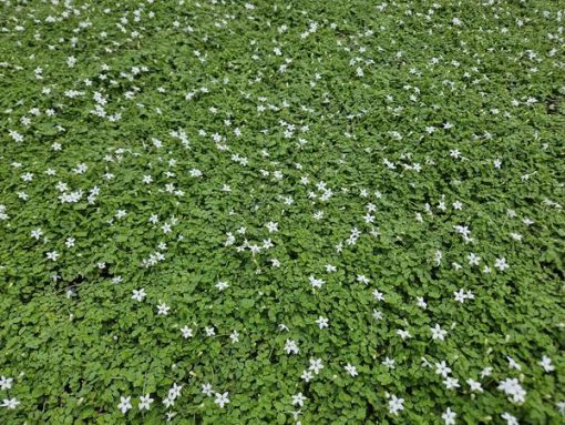 Isotoma fluviatilis 'Alba'- ↕10-25cm - Ø9cm - 6x – Bild 6